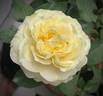 Kaikyo rose photo