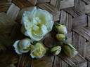 1-72-1Hugonis flore plena rose photo