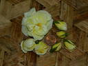 1-72-1Hugonis flore plena rose photo