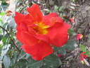 Canzonetta rose photo