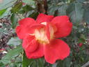 Canzonetta rose photo