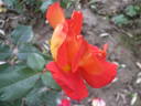 Canzonetta rose photo