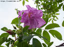 <i>Rosa</i> X <i>spaethiana</i> 'Spek's Improved' rose photo