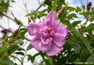 <i>Rosa</i> X <i>spaethiana</i> 'Spek's Improved' rose photo