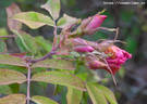 <i>Rosa</i> X <i>spaethiana</i> 'Spek's Improved' rose photo