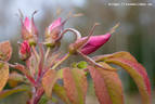 <i>Rosa</i> X <i>spaethiana</i> 'Spek's Improved' rose photo
