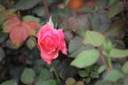 Bishop 18S02 rose photo