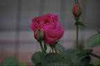 Bowie 18S04 rose photo
