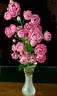 Dick Koster rose photo