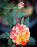 Pandemonium rose photo