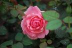 Bishop 18S02 rose photo