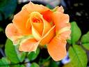 Flora Danica rose photo