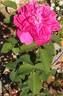 Duc d'Angoulême rose photo