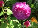 Duc d'Angoulême rose photo