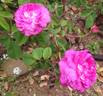 Duc d'Angoulême rose photo