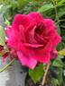 Liberty Bell ™ rose photo