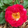 Champagne Cocktail rose photo