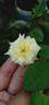 Perle des Jardins rose photo
