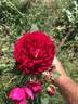 Gospel rose photo