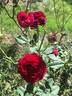 Gospel rose photo
