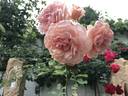 Anni Berger rose photo
