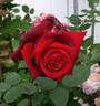 Ballade rose photo