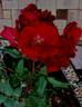 Schwarzer Samt rose photo