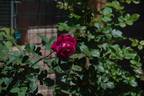Bowie 18S04 rose photo