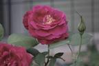 Bowie 18S04 rose photo