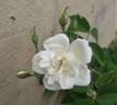 Rosa moschata à fleurs doubles Hort. rose photo