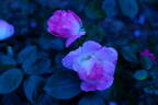 Erfurt rose photo