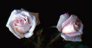 Beautyglo ™ rose photo