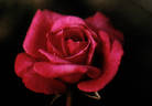 Winsome ™ rose photo