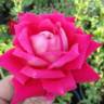 Liberty Bell ™ rose photo