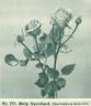 Betty Uprichard rose photo