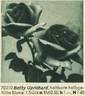 Betty Uprichard rose photo