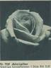 Admiration rose photo