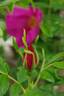 Scabrosa rose photo