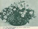 Gloria Mundi rose photo