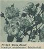 Gloria Mundi rose photo