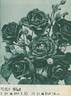 Glut rose photo