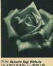 Kaiserin Auguste Viktoria rose photo