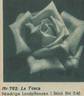 La Tosca rose photo