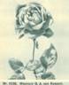 Mevrouw G.A. van Rossem rose photo