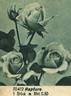 Rapture rose photo
