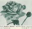 Robert Betten rose photo