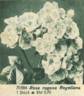 R. rugosa regeliana rose photo
