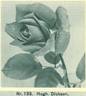 Hugh Dickson rose photo