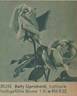 Betty Uprichard rose photo
