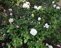 Champagne Elegance rose photo